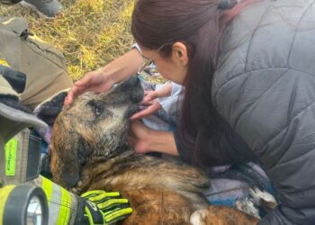 Perrita cae en noria de 15 metros