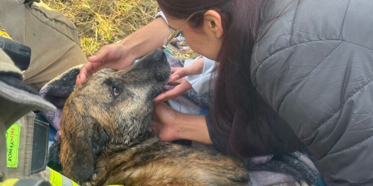 Perrita cae en noria de 15 metros