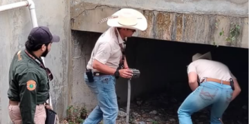 PVSNL Descarta avistamiento  de Puma