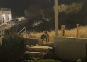 Avistan coyotes en San Pedro