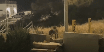 Avistan coyotes en San Pedro