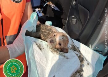Rescatan a cachorrito atrapado en drenaje en Juárez