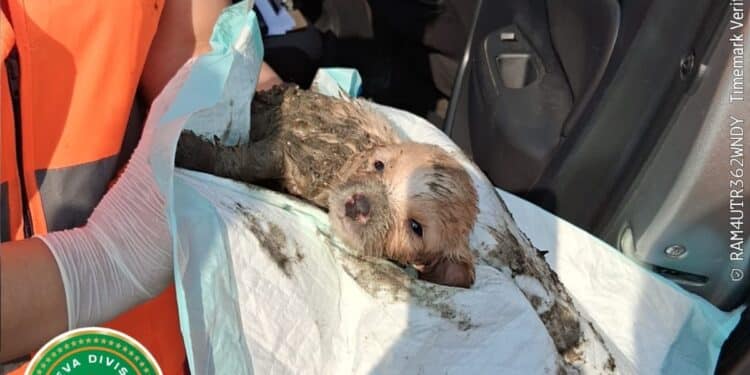 Rescatan a cachorrito atrapado en drenaje en Juárez