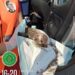 Rescatan a cachorrito atrapado en drenaje en Juárez