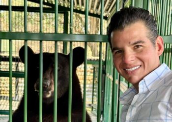 Oso Rescatado en Galeana se recupera