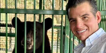 Oso Rescatado en Galeana se recupera