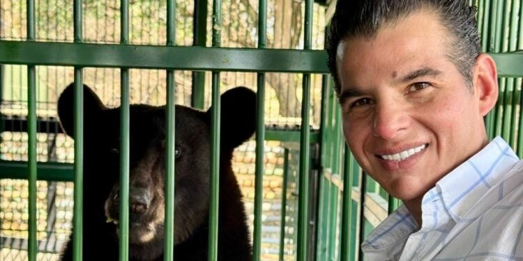 Oso Rescatado en Galeana se recupera