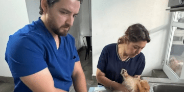 Atienden a 56 perros rescatados en Juárez