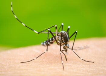 Confirman en NL dos casos de dengue