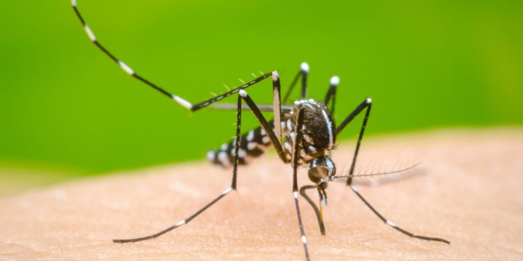 Confirman en NL dos casos de dengue