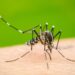 Confirman en NL dos casos de dengue