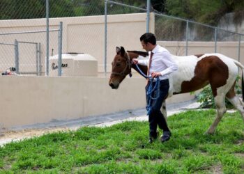 Garantiza Miguel Flores vida digna a “Manchas” en Santuario para caballos