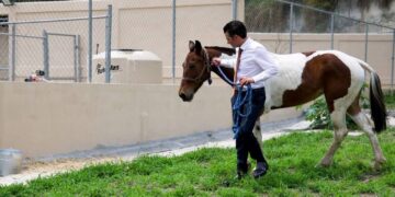 Garantiza Miguel Flores vida digna a “Manchas” en Santuario para caballos