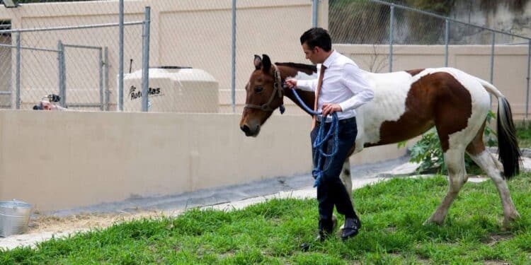 Garantiza Miguel Flores vida digna a “Manchas” en Santuario para caballos