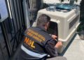 Rescatan animales en abandono en tres municipios de Nuevo León