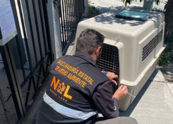Rescatan animales en abandono en tres municipios de Nuevo León