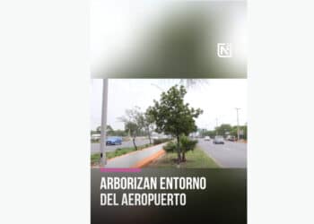 Árboles alrededor del aeropuerto.