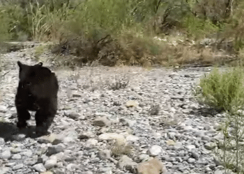 PVSNL libera a oso en su hábitat