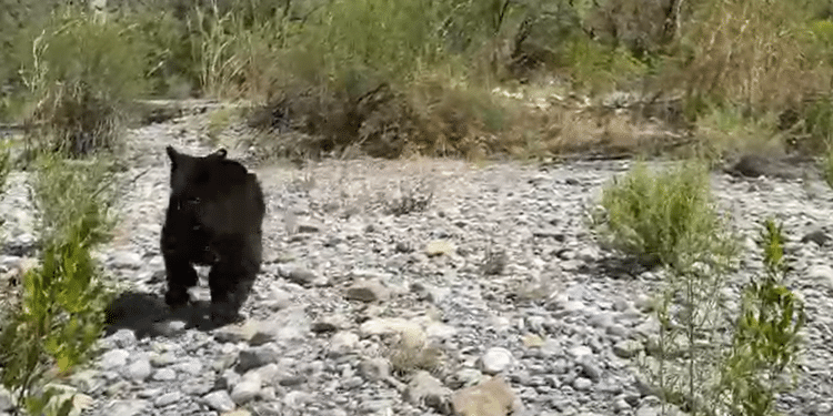 PVSNL libera a oso en su hábitat