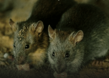 El contagio de Hantavirus a humanos es muy raro
