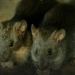El contagio de Hantavirus a humanos es muy raro