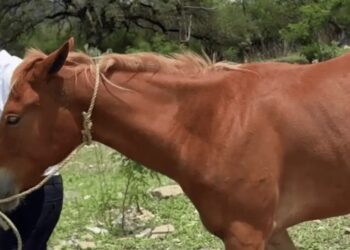 Miguel Flores rescata yegua herida en La Rioja