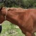 Miguel Flores rescata yegua herida en La Rioja