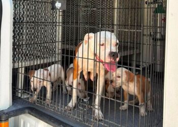 División Ambiental rescata 7 canes en Monterrey