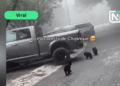 Captan a ositos jugando en Chipinque