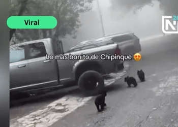 Captan a ositos jugando en Chipinque