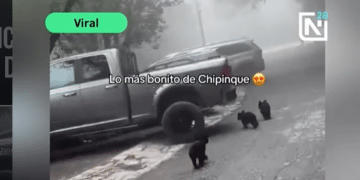 Captan a ositos jugando en Chipinque