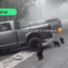 Captan a ositos jugando en Chipinque