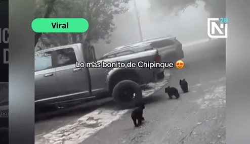 Captan a ositos jugando en Chipinque