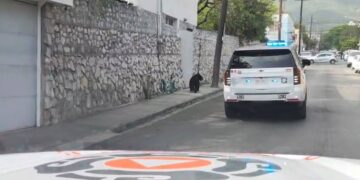 Oso pasea por el casco de San Pedro
