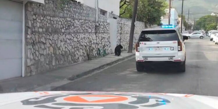 Oso pasea por el casco de San Pedro
