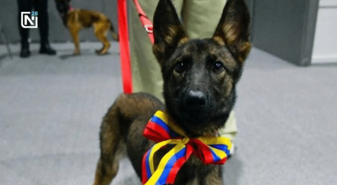 Venezuela regala perro rescatista a México