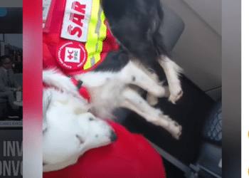 Perrita rescatista regresa a casa tras apoyar en Venezuela