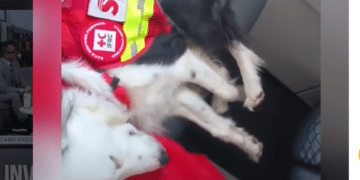 Perrita rescatista regresa a casa tras apoyar en Venezuela