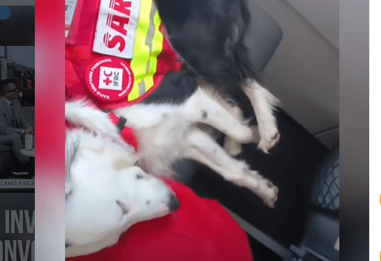 Perrita rescatista regresa a casa tras apoyar en Venezuela