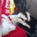 Perrita rescatista regresa a casa tras apoyar en Venezuela
