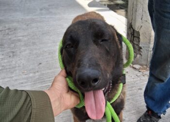 Resguarda División Ambiental a perrito lesionado con machete en Apodaca