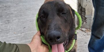 Resguarda División Ambiental a perrito lesionado con machete en Apodaca
