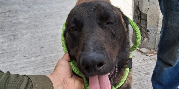 Resguarda División Ambiental a perrito lesionado con machete en Apodaca