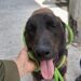 Resguarda División Ambiental a perrito lesionado con machete en Apodaca