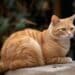 ¿Por qué se conmemora el Día del gato?