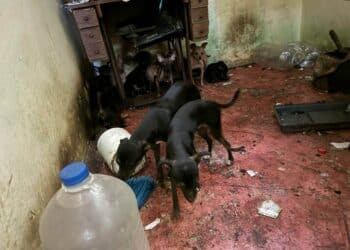 Resguardan a 16 perros por hospitalización de dueña