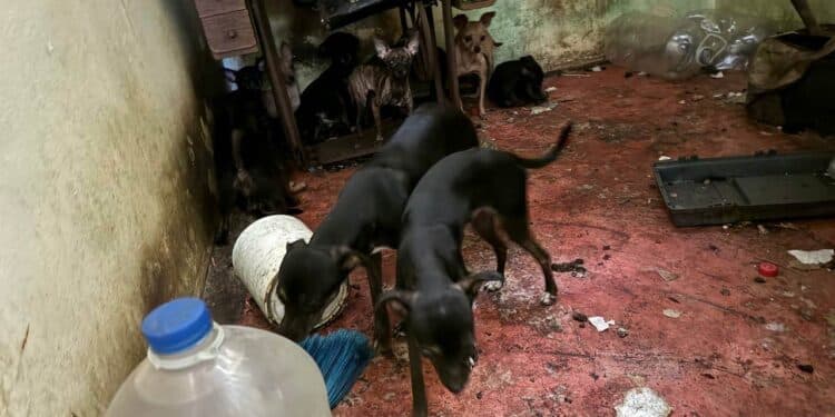 Resguardan a 16 perros por hospitalización de dueña