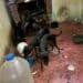 Resguardan a 16 perros por hospitalización de dueña