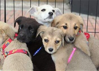 Invita Santa Catarina a adoptar animales del Centro de bienestar
