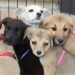 Invita Santa Catarina a adoptar animales del Centro de bienestar